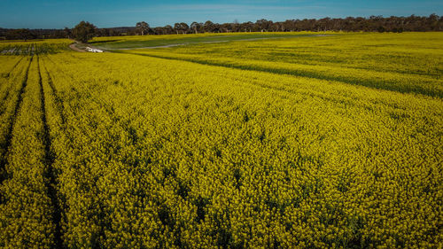 Scenic view of agricultural field