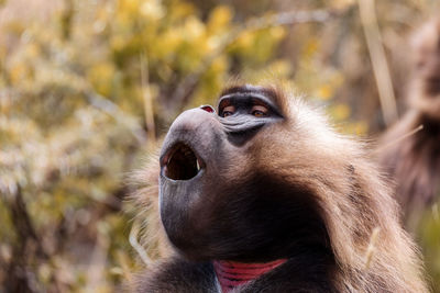 Close-up of monkey looking away in zoo