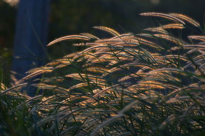 Close-up of grass on field