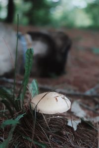 Close-up of mushroom growing on field