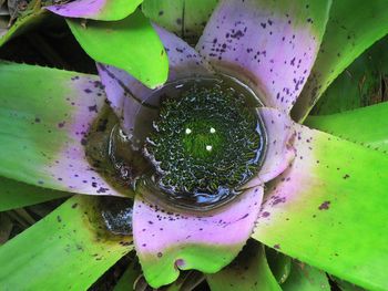 Close-up of green leaf