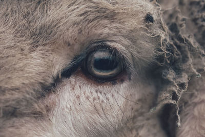 Closeup portrait of an eye of a sheep