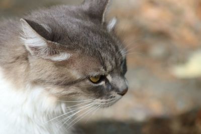 Close-up of cat looking away