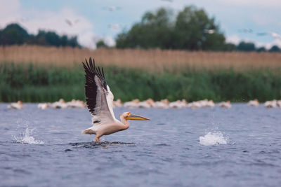 Seagull flying over a water