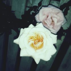 Close-up of white flower