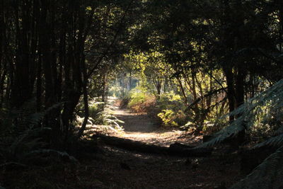 Trees in forest