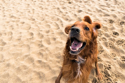 High angle view of dog on sand