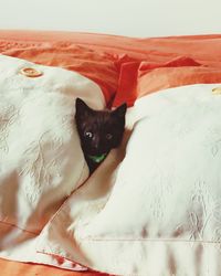 Portrait of black cat relaxing on bed