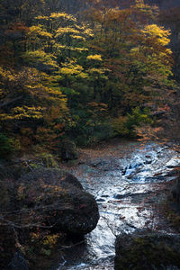 Scenic view of river in forest