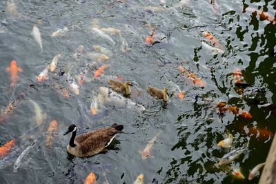 High angle view of birds swimming in lake