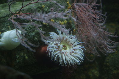 Close-up of coral in sea