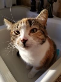 Close-up portrait of cat at home