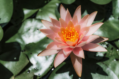Close-up of pink water lily