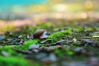 Surface level of shells on field