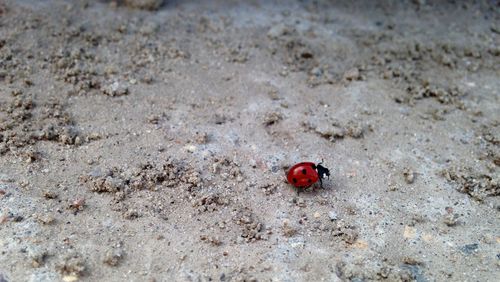 High angle view of ladybug on field