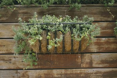 Ivy growing on wall