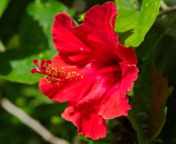 Close-up of red hibiscus flower