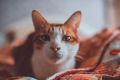Close-up portrait of a cat