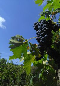 Low angle view of grapes growing in vineyard against sky