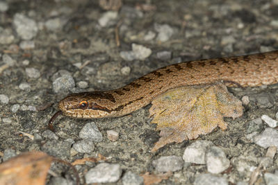 Close-up of lizard on rock