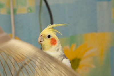 Close-up of parrot in cage