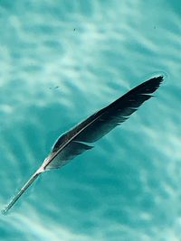View of fish swimming in sea