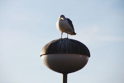 Close-up of seagull perching against clear sky