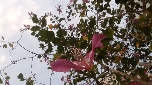 Low angle view of flower tree against sky