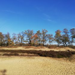 Trees on field against clear blue sky