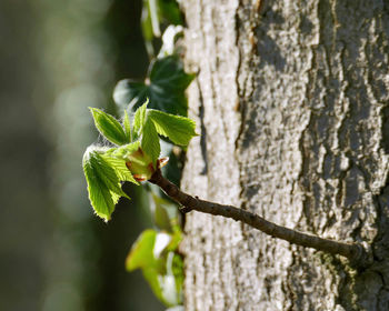 Close-up of tree trunk