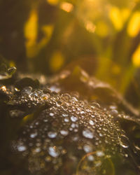 Close-up of raindrops on plant