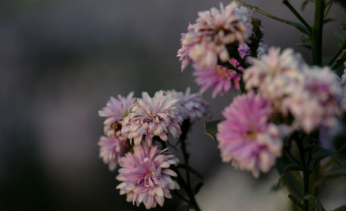 Close-up of pink flowers