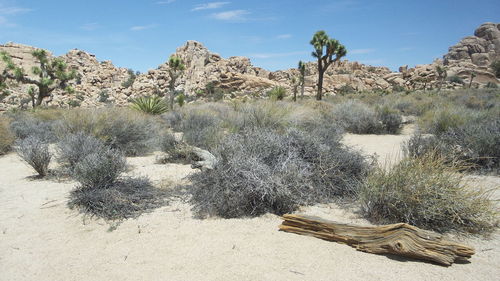 Plants on desert against sky