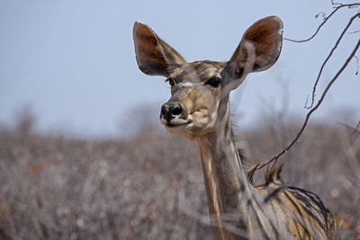 Portrait of deer on tree against sky