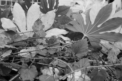 Close-up of leaves