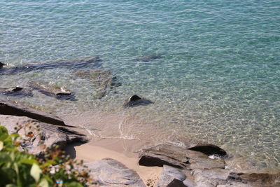 High angle view of crab on shore