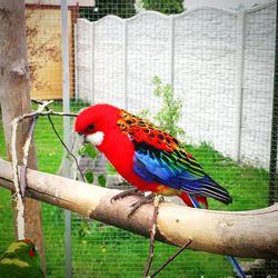 Bird perching on branch