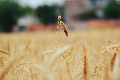 Close-up of wheat growing on field