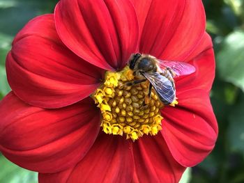 Close-up of insect on red flower