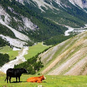 Cows grazing in farm