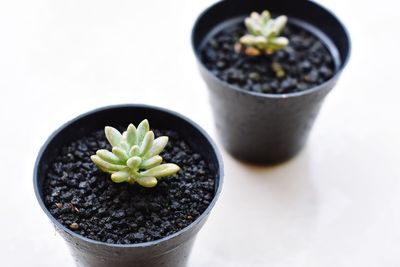 High angle view of potted plants