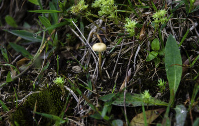 High angle view of plants