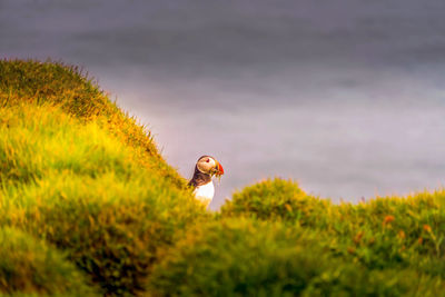 Bird on the cliff