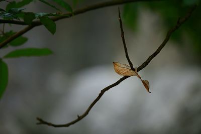 Close-up of leaves on twig