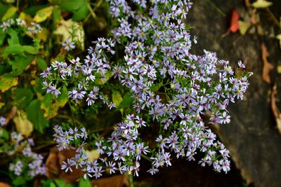 Close-up of purple flowering plants