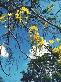 Low angle view of flowering plant against sky