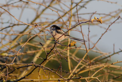 Close-up of bird perching on branch