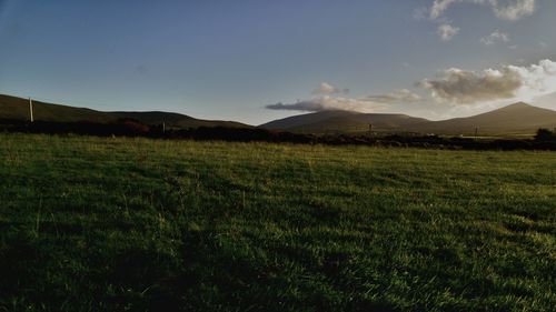 Scenic view of grassy field against sky
