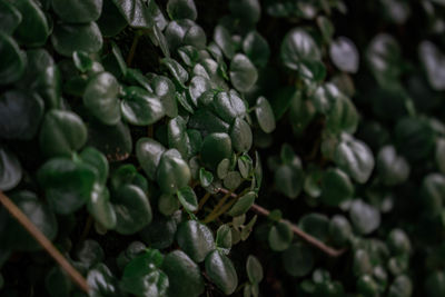 Full frame shot of fresh green plant