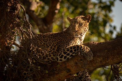 Leopard looking away while sitting on branch